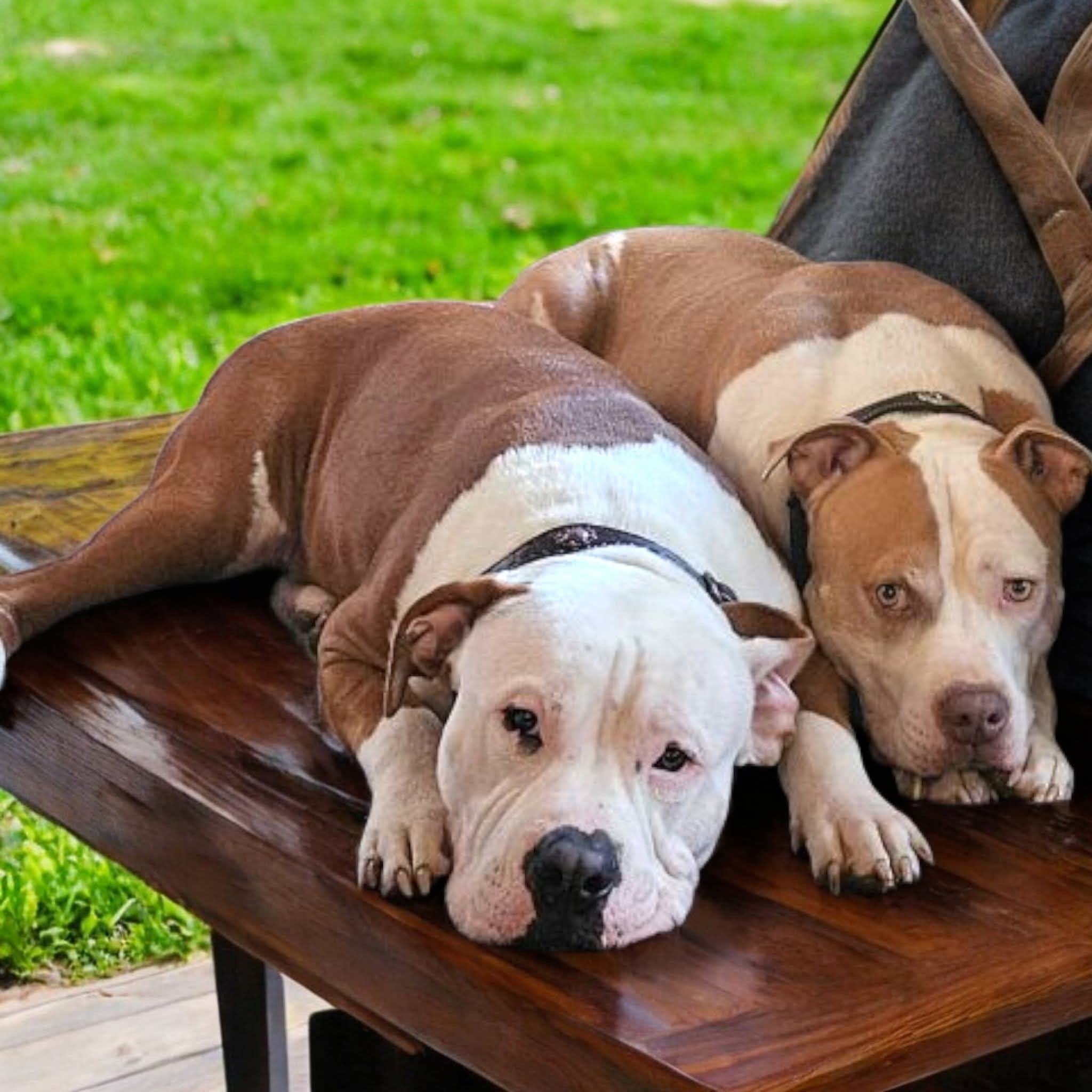 Crowley and Lincoln, James' American Bulldogs, resting together